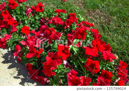 Red Petunia Flowers Blooming in Garden Bed on Sunny Day Red Petunia Flowers Blooming in Garden Bed on Sunny Day 135799024