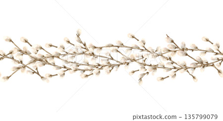 Willow branches vertical seamless border. Botanical wave composition of symbol of spring religious bright holiday Easter. Hand drawn watercolor Isolated illustration. Soft fluffy bud on twig 135799079