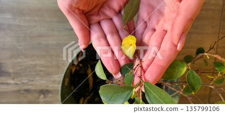 A woman is holding sick and yellowed ficus leaves. Mistakes and improper care of houseplants. High quality photo A woman is holding sick and yellowed ficus leaves. Mistakes and improper care of houseplants. High quality photo 135799106