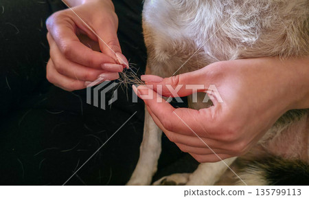 A woman is holding clumps of dog fur in her hands. Excessive shedding in dogs and other pets. High quality photo 135799113