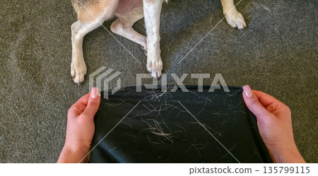 A woman is holding clumps of dog fur in her hands. Excessive shedding in dogs and other pets. High quality photo A woman is holding clumps of dog fur in her hands. Excessive shedding in dogs and other pets. High quality photo 135799115