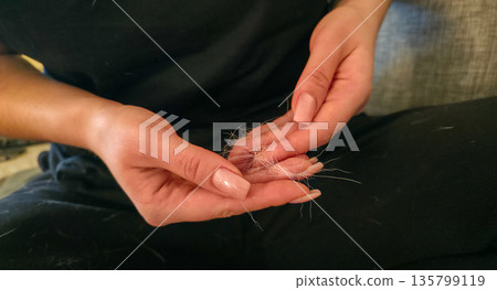 A woman is holding clumps of dog fur in her hands. Excessive shedding in dogs and other pets. High quality photo A woman is holding clumps of dog fur in her hands. Excessive shedding in dogs and other pets. High quality photo 135799119