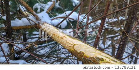 Bark gnawed by wild animals on tree branches in the forest. A food source for wild animals in the winter. Harm to plants through consumption by animals. High quality photo Bark gnawed by wild animals on tree branches in the forest. A food source for wild animals in the winter. Harm to plants through consumption by animals. High quality photo 135799121