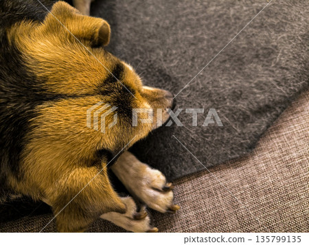 A dog's face resting on its paws on the couch, close-up. Pet care. High quality photo 135799135
