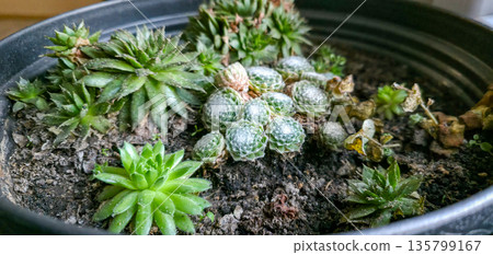 A terrarium with succulents. Growing succulents and cacti at home. Indoor flower beds for the amateur florist. High quality photo A terrarium with succulents. Growing succulents and cacti at home. Indoor flower beds for the amateur florist. High quality photo 135799167