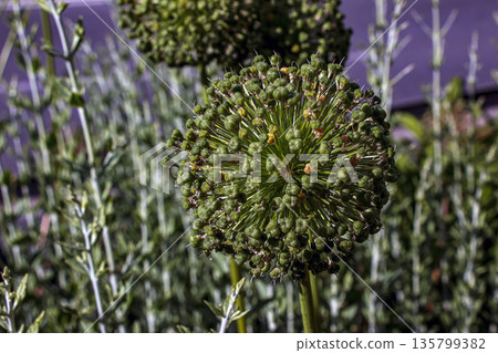 White flowering and fruiting umbel of ornamental onions in garden on a sunny summer day. Onion seeds. Allium stipitatum. 135799382