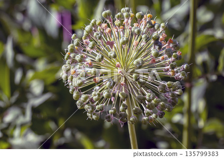White flowering and fruiting umbel of ornamental onions in the garden on sunny summer day. Onion seeds. Allium stipitatum. White flowering and fruiting umbel of ornamental onions in the garden on sunny summer day. Onion seeds. Allium stipitatum. 135799383
