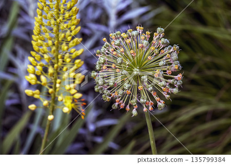 White flowering and fruiting umbel of ornamental onions in garden on sunny summer day. Onion seeds. Allium stipitatum. 135799384