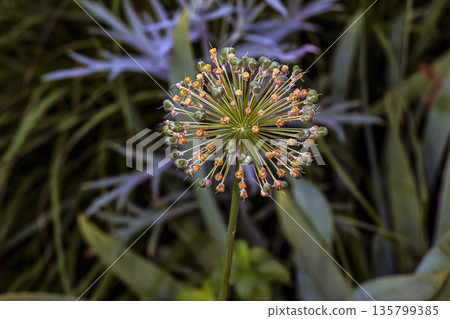 White flowering and a fruiting umbel of ornamental onions in garden on sunny summer day. Onion seeds. Allium stipitatum. 135799385