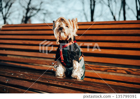 A cute Yorkshire Terrier dog wearing a dark coat and red harness sits on a wooden park bench, capturing a cozy moment outdoors on a winter day. Adorable stylish dressed up doggy is posing in a cap. 135799391