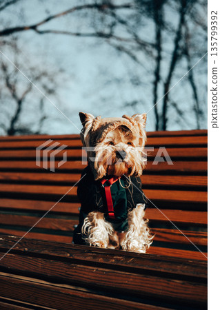 A cute Yorkshire Terrier dog wearing a dark coat and red harness sits on a wooden park bench, capturing a cozy moment outdoors on a winter day. Adorable stylish dressed up doggy is posing in a cap. 135799392
