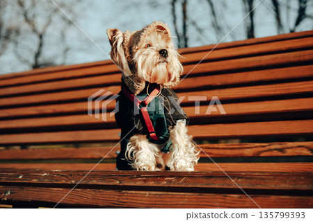 A cute Yorkshire Terrier dog wearing a dark coat and red harness sits on a wooden park bench, capturing a cozy moment outdoors on a winter day. Adorable stylish dressed up doggy is posing in a cap. A cute Yorkshire Terrier dog wearing a dark coat and red harness sits on a wooden park bench, capturing a cozy moment outdoors on a winter day. Adorable stylish dressed up doggy is posing in a cap. 135799393