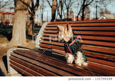A cute Yorkshire Terrier dog wearing a dark coat and red harness sits on a wooden park bench, capturing a cozy moment outdoors on a winter day. Adorable stylish dressed up doggy is posing in a cap. 135799394