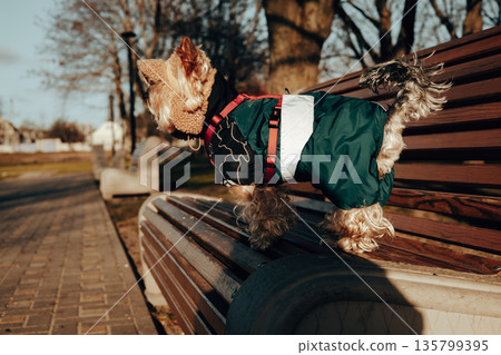 A cute Yorkshire Terrier dog wearing a dark coat and red harness sits on a wooden park bench, capturing a cozy moment outdoors on a winter day. Adorable stylish dressed up doggy is posing in a cap. 135799395