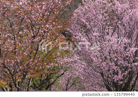 Cherry blossoms in full bloom along the river in spring 135799440