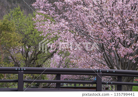 春天，河邊櫻花盛開。 135799441