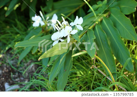 Refreshing Ginger Lily Flowers Refreshing Ginger Lily Flowers 135799785