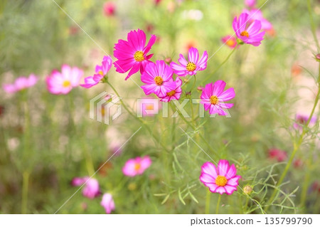 cute cosmos flowers 135799790