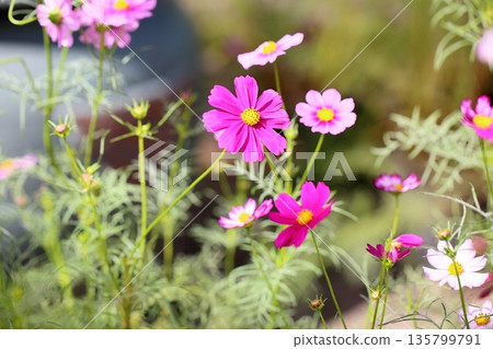 cute cosmos flowers 135799791