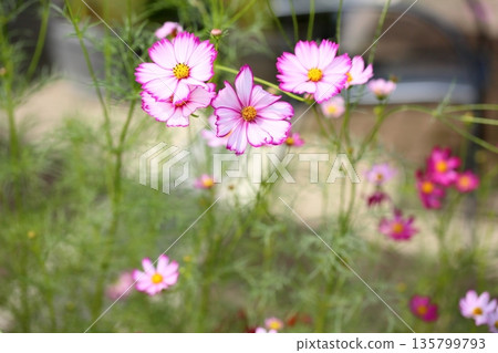 清新的波斯菊 135799793