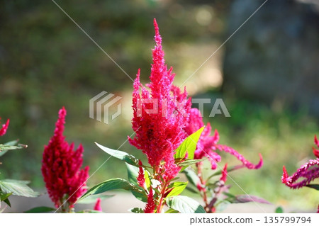 Vivid cockscomb flowers 135799794