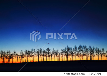 Windbreak and the dawn sky Windbreak and the dawn sky 135799913
