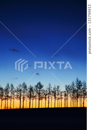 防風林和黎明的天空 防風林和黎明的天空 135799915