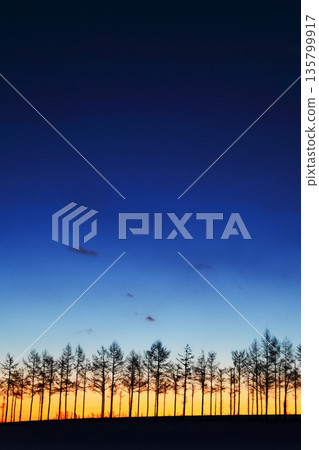 防風林和黎明的天空 135799917