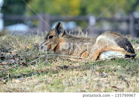 Cute mara 135799967