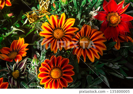 Yellow Gazania or Treasure flower in full bloom Yellow Gazania or Treasure flower in full bloom 135800005