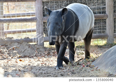 行走的馬來貘 135800040