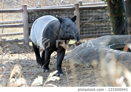 行走的馬來貘 135800041