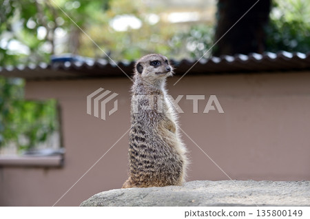 看看Meerkat 135800149