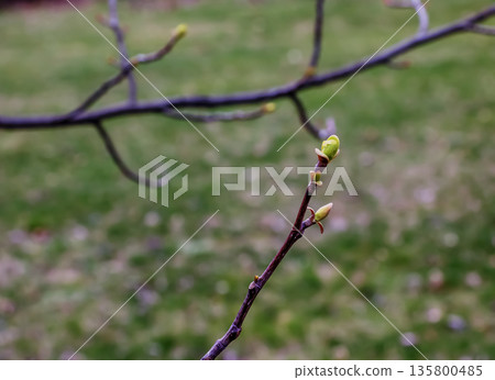 The Tulip liriodendron is a beautiful ornamental tree. Its Latin name is Liriodendron tulipifera. Tulip liriodendron in early spring. Close-up. 135800485