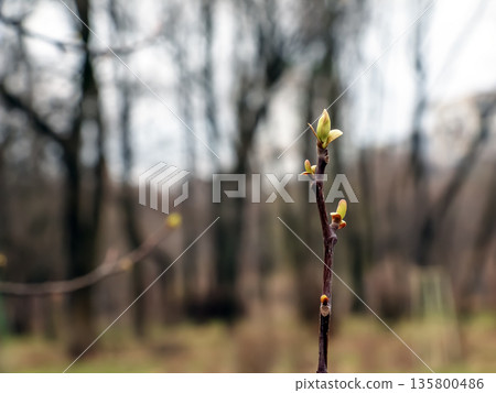 Tulip liriodendron is a beautiful ornamental tree. Its Latin name is Liriodendron tulipifera. Tulip liriodendron in the early spring. Close-up. Tulip liriodendron is a beautiful ornamental tree. Its Latin name is Liriodendron tulipifera. Tulip liriodendron in the early spring. Close-up. 135800486