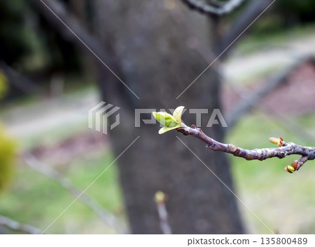 Tulip liriodendron is a beautiful ornamental tree. Its Latin name is Liriodendron tulipifera. Tulip liriodendron in early spring. 135800489