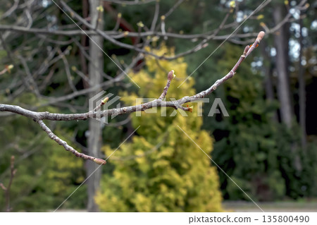 Tulip liriodendron is beautiful ornamental tree. Its Latin name is Liriodendron tulipifera. Tulip liriodendron in early spring. 135800490
