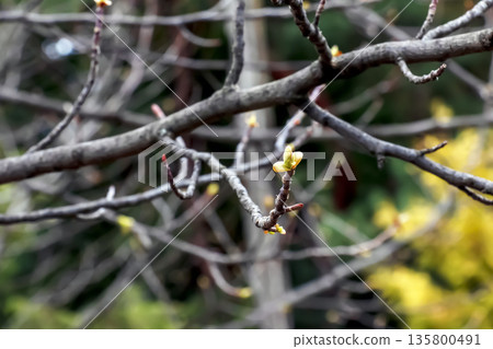 Tulip liriodendron is a beautiful ornamental tree. Its Latin name is Liriodendron tulipifera. Tulip liriodendron in the early spring. 135800491
