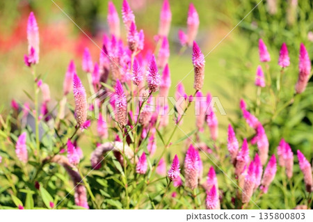 Cute bellflower 135800803