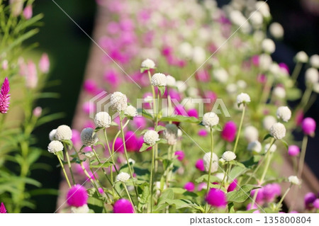 Refreshing Globetrotter Flowers 135800804