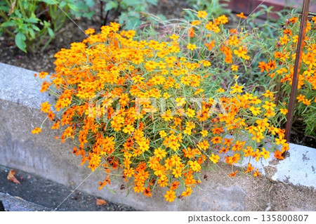 可愛的百日菊花 可愛的百日菊花 135800807