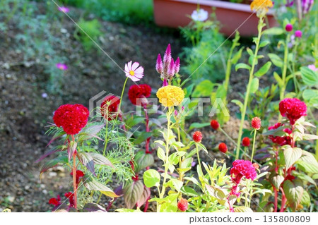 充滿活力的雞冠花 135800809