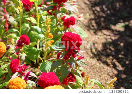充滿活力的雞冠花 135800811