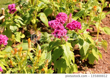 充滿活力的雞冠花 充滿活力的雞冠花 135800812