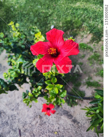 Bright red hibiscus flower (Hibiscus rosa-sinensis) with a prominent yellow stamen surrounded by glossy green leaves 135800862