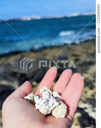 A hand holds pieces of white coral, with rugged textures, against a backdrop of a rocky coastline in Corralejo, Fuerteventura, Canary Islands A hand holds pieces of white coral, with rugged textures, against a backdrop of a rocky coastline in Corralejo, Fuerteventura, Canary Islands 135800893