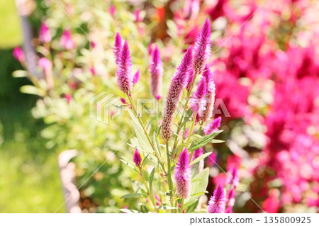 Cute bellflower 135800925