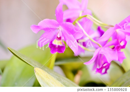 卡特蘭花 135800928