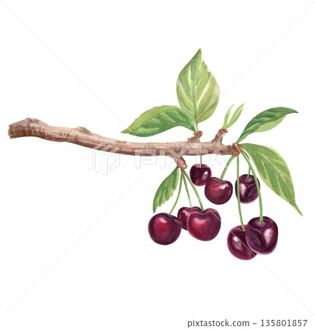 Cherry branch with dark red cherries, fresh green leaves, painted in watercolor. Natural botanical illustration for organic food branding, farmers market design, labels, prints, seasonal layouts Cherry branch with dark red cherries, fresh green leaves, painted in watercolor. Natural botanical illustration for organic food branding, farmers market design, labels, prints, seasonal layouts 135801857