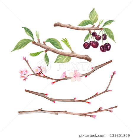 Cherry branches showing buds, blossoms, leaves, ripe berries, hand painted watercolor botanical elements isolated on white background. Spring floral clip art for packaging, branding, stationery, decor 135801869